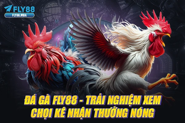 Đá Gà Fly88 - Trải Nghiệm Xem Chọi Kê Nhận Thưởng Nóng